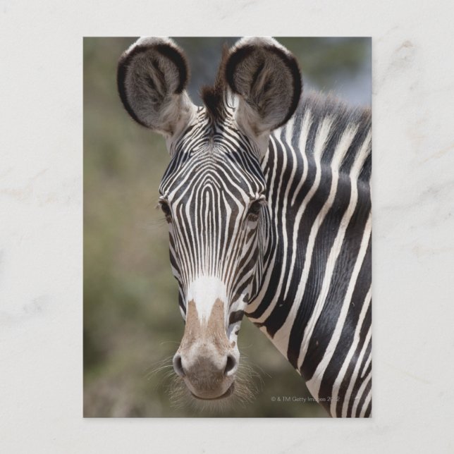 Postal Zebra, Kenya, África (Anverso)
