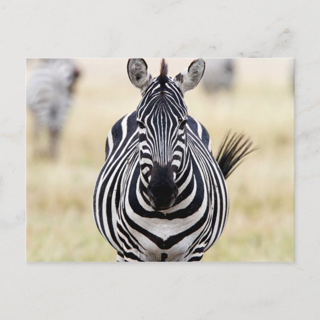 Postal Zebra mirándote (Anverso)