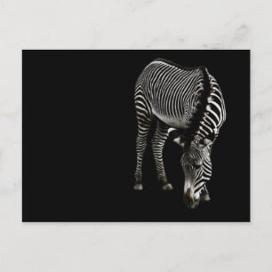 Postal Zebra P4435