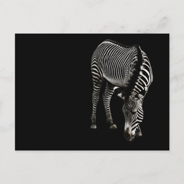 Postal Zebra P4435 (Anverso)
