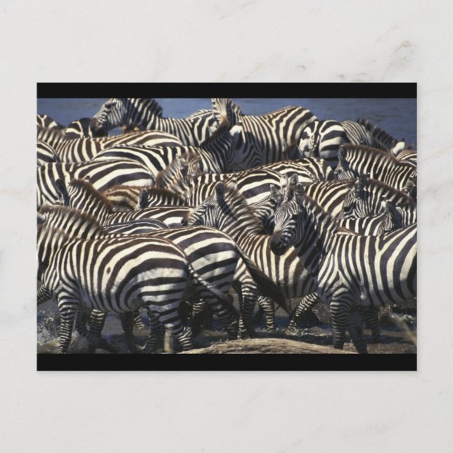 Postal Zebra Pack (Anverso)