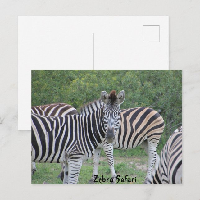 Postal Zebra Safari África (Anverso / Reverso)