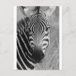 Postal Zebra Safari Cute franjas africanas de lujo