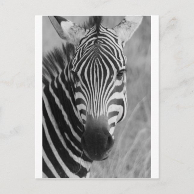 Postal Zebra Safari Cute franjas africanas de lujo (Anverso)