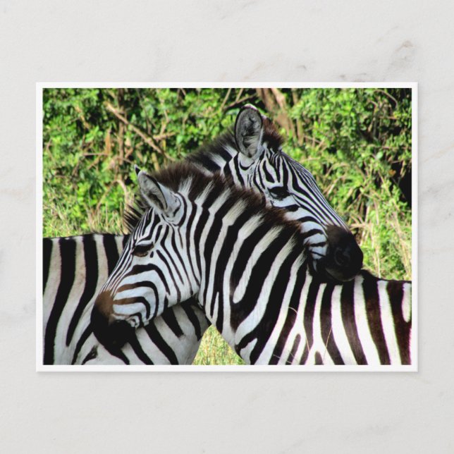 Postal zebra snuggle (Anverso)
