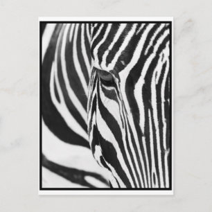 Postal Zebra Stare