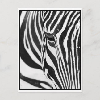Postal Zebra Stare