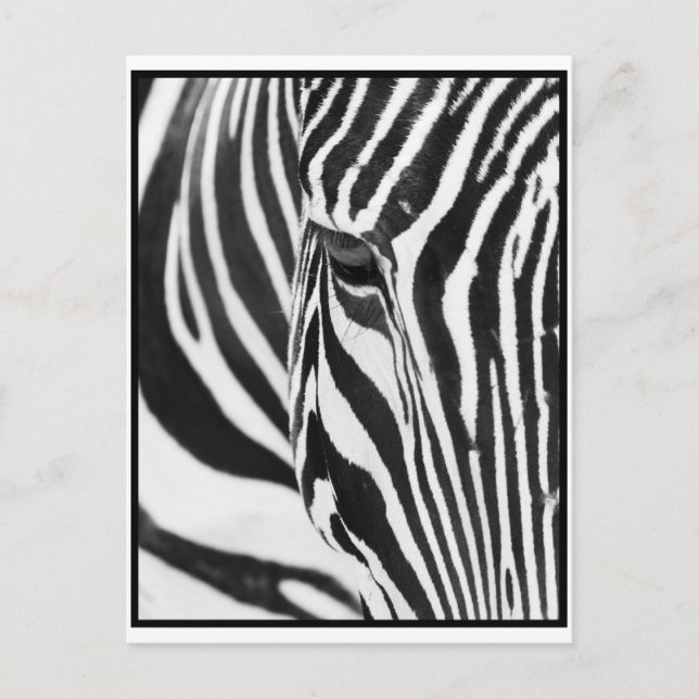Postal Zebra Stare (Anverso)