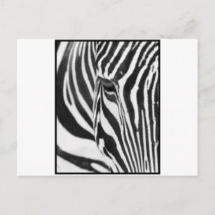 Postal Zebra Stare