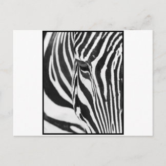 Postal Zebra Stare