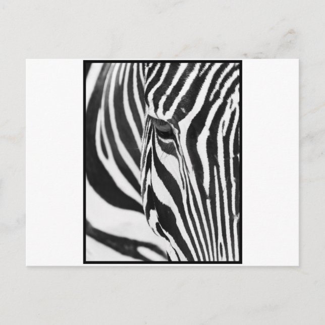 Postal Zebra Stare (Anverso)