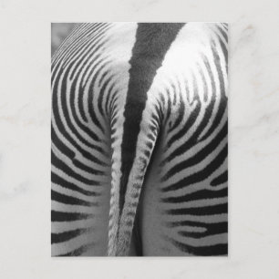Postal Zebra Tail