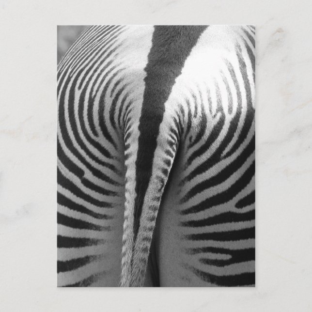 Postal Zebra Tail (Anverso)