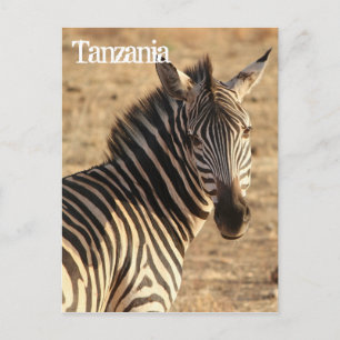 Postal Zebra, Tanzania