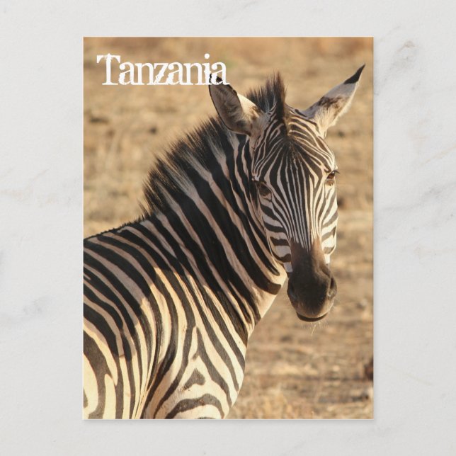 Postal Zebra, Tanzania (Anverso)