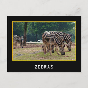 Postal Zebras