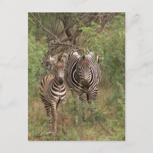 Postal Zebras (Anverso)