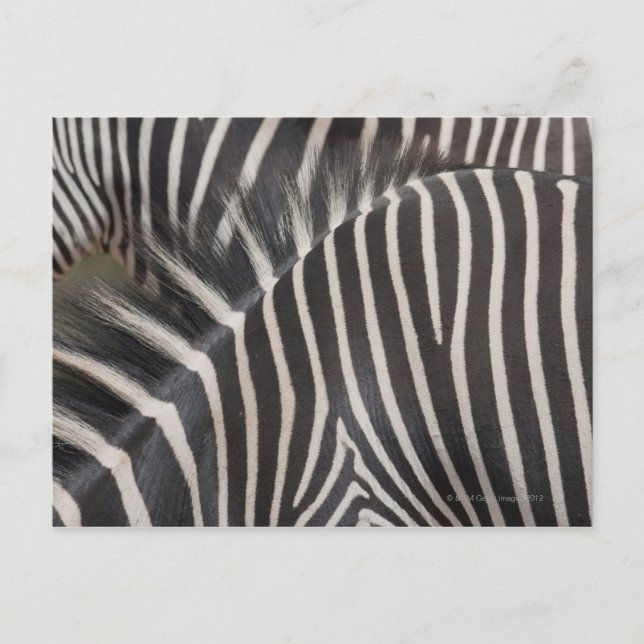 Postal Zebras (Anverso)