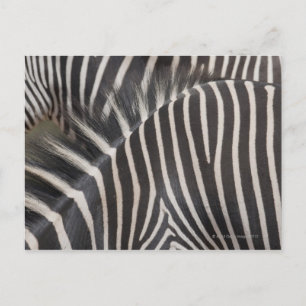 Postal Zebras