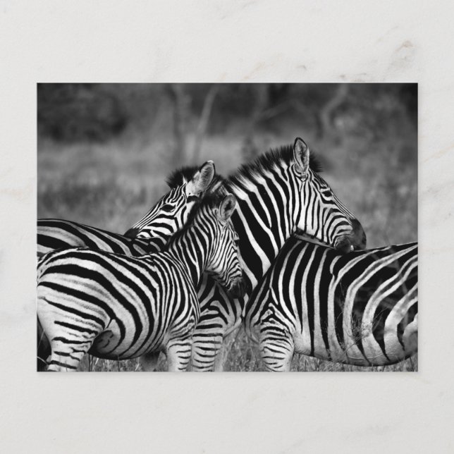 Postal Zebras (Anverso)