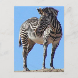 Postal Zebras
