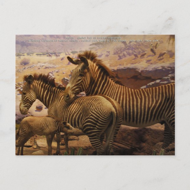Postal zebras africanas (Anverso)