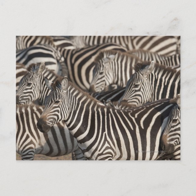 Postal Zebras, Kenya, África (Anverso)