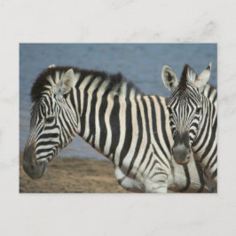 Postal Zebras mirando la cámara en Safari