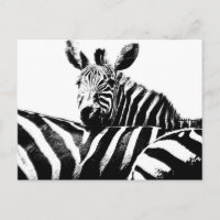 Zebras modernas de arte pop negro y blanco