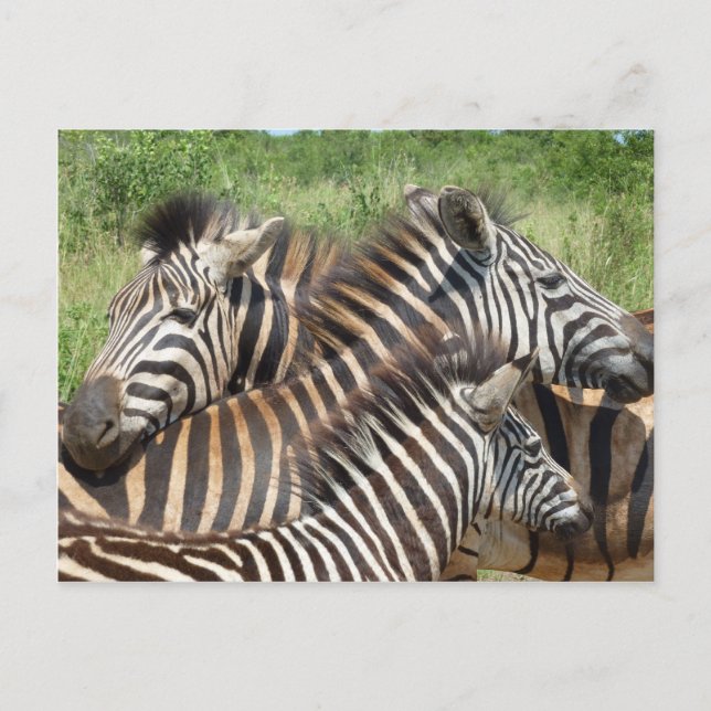 Postal Zebras Sudáfrica (Anverso)