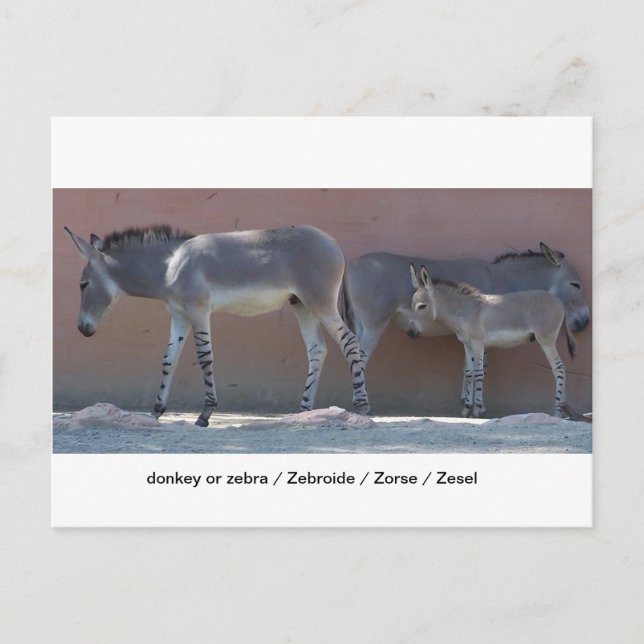 Postal Zebroide (Anverso)