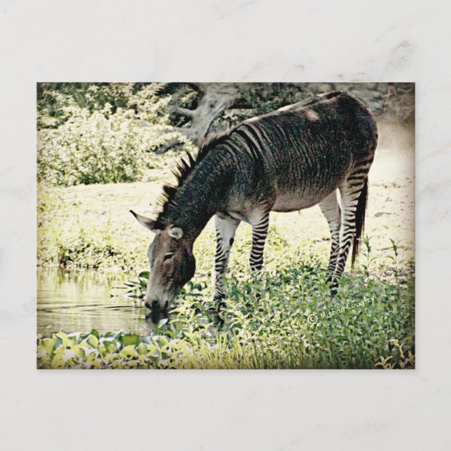 Postal "Zedonk" (Anverso)