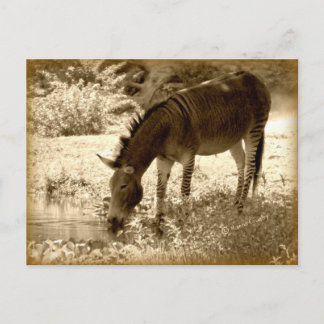 Postal "Zedonk"
