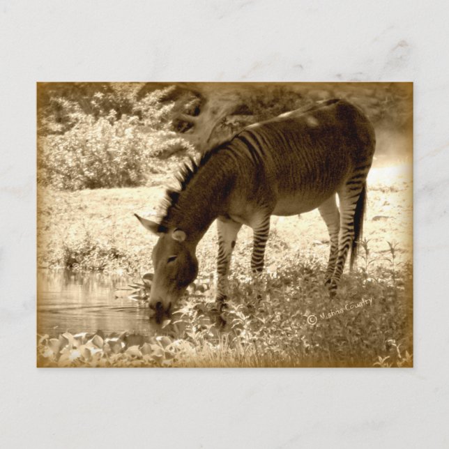 Postal "Zedonk" (Anverso)
