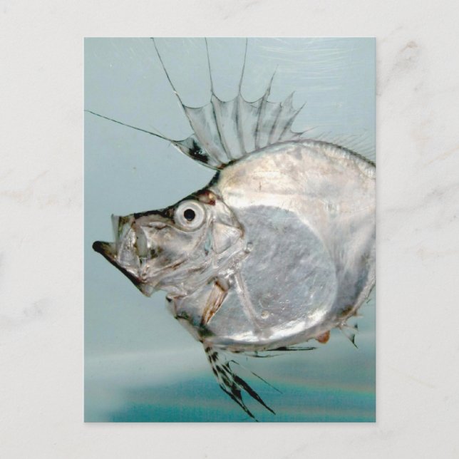 Postal Zeidae Fish (Anverso)