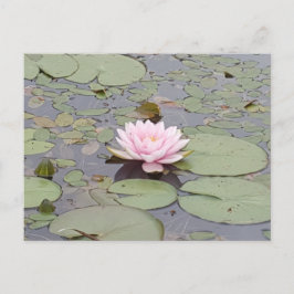 Postal Zen de estanque floral rosa suave de flores de Lot