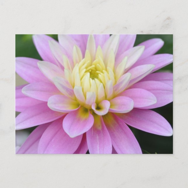 Postal Zen Flower - Dahlia Postcard (Anverso)
