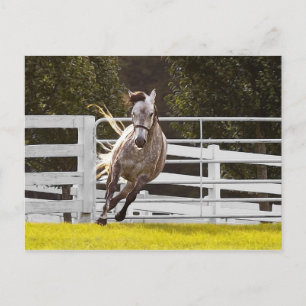 Postal Zest For Life