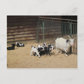 Postal Ziegenfamilie