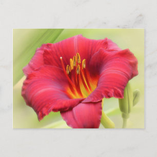 Postal Zinger Daylily