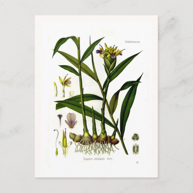 Postal Zingiber officinalis (jengibre) (Anverso)