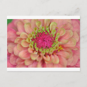 Postal zinnia