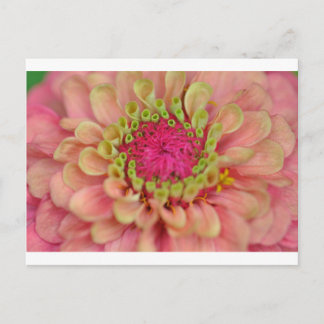 Postal zinnia