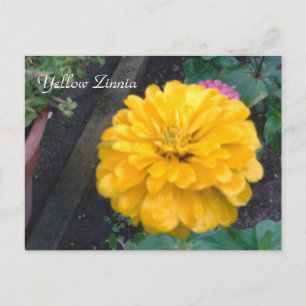 Postal Zinnia amarilla