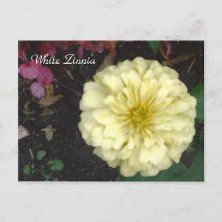 Postal Zinnia blanca