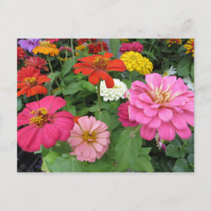 Postal Zinnia Bundle