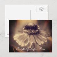 Zinnia Flower Times Inspirador