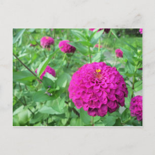 Postal Zinnia inflada