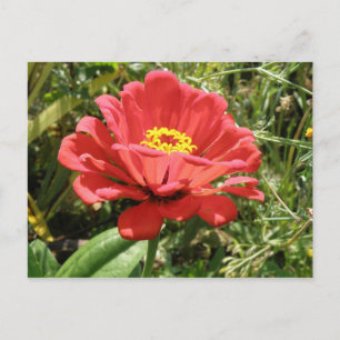 Postal zinnia roja