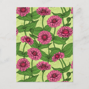 Postal Zinnias rosas sobre verde claro